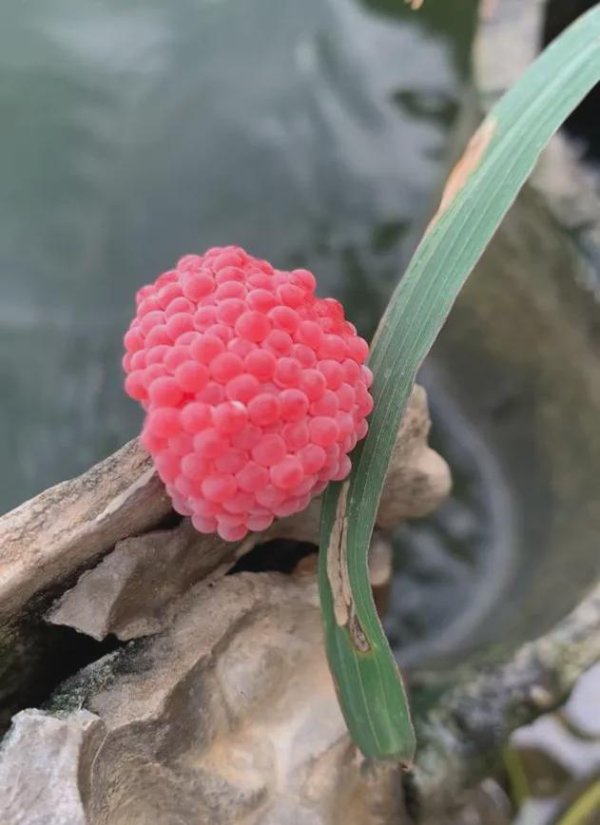 凯狮优配 粉色预警！杭州全面清理，看到千万别碰，立即上报！